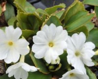 Clean white flowers over bronzed foliage.