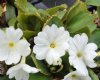 Show product details for Primula pedemontana alba