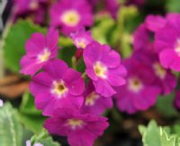 Deep pink flowers with a yellow eye