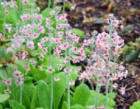 Pale pink flowers with deeper pink eye in whorls