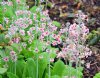 Show product details for Primula pulverulenta Bartley Strain