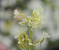 Pale lemon yellow flowers in bunches