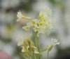 Show product details for Primula ruprechtii