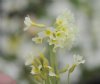 Primula ruprechtii