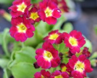 Scarlet red flowers with a yellow eye