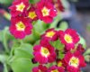 Show product details for Primula x pubescens The General
