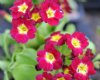 Primula x pubescens...