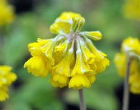 Stacked petal yellow flowers