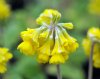 Primula veris Hose ...