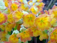 Orange to red flowers over lanceolate green foliage.