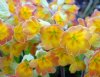 Primula veris Sunse...