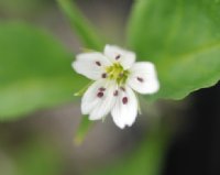 Clean white flowers with red stamens