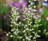 Purest white bells on a slender stem