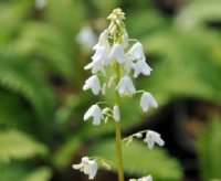 Purest white bells on a slender stem