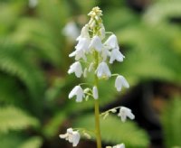 Purest white bells on a slender stem