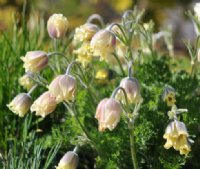 Yellow nodding flowers and ferny foliage