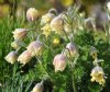 Pulsatilla albana f...