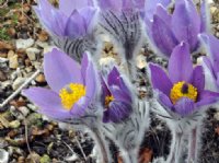 Big blue cup shaped flowers over fluffy foliage.