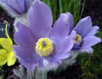 Big blue cup shaped flowers over fluffy foliage.