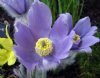 Show product details for Pulsatilla halleri taurica