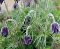 Nearly black tubular nodding flowers