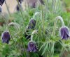 Show product details for Pulsatilla pratensis nigricans