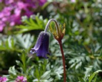 Nice deep purple blue flowers as nodding heads over feathery foliage.