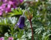 Pulsatilla turczani...