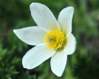 Pure white open faced flowers