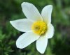 Show product details for Pulsatilla vulgaris alba