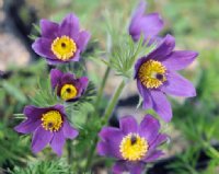 Good sized blue flowers