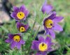 Pulsatilla vulgaris Blue Bells