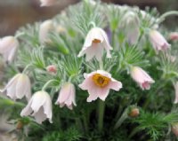 Fabulous pinkish flowers in spring.