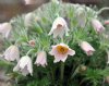 Pulsatilla vulgaris Pearl Bells