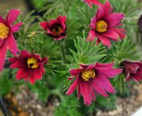 Frilled flowers and feathery foliage