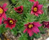 Pulsatilla vulgaris...