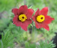 Attractive rich red haired flowers and soft feathery foliage.