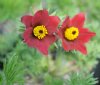 Pulsatilla vulgaris Red Bells