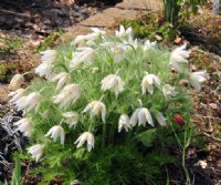 Lovely pure white flowers