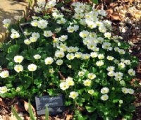 Beautiful white buttercup like flowers.