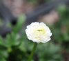 Ranunculus alpestri...