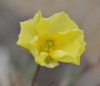 Big pale yellow buttercup like flowers.