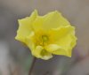 Show product details for Ranunculus arendsii Moonlight