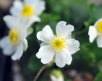 Nice clean white bi lobed petals on rounded flowers