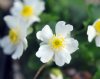 Show product details for Ranunculus bilobus