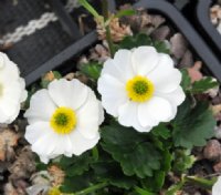 Purest white flowers above rich green foliage.