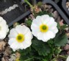 Show product details for Ranunculus crenatus