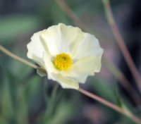 Palest creamy white flowers