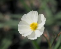 Big creamy white flowers.