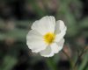 Show product details for Ranunculus Gowrie Lemon